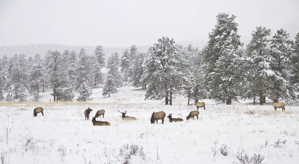 No Need to Emergency Feed Big Game Animals This Winter