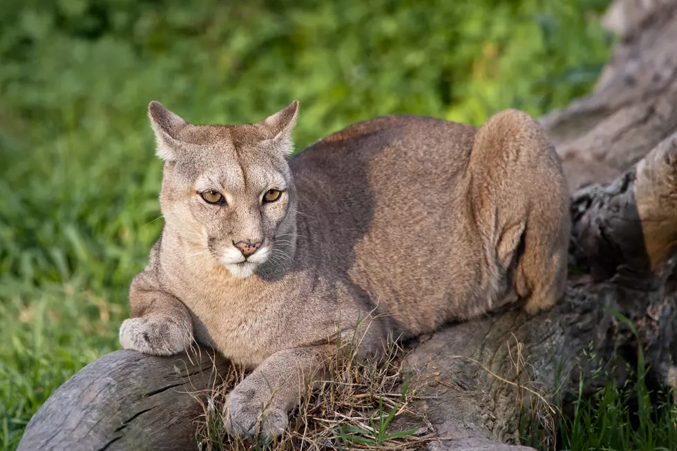 Idaho Woman Breaks Up Fight Between Cougar and Dog