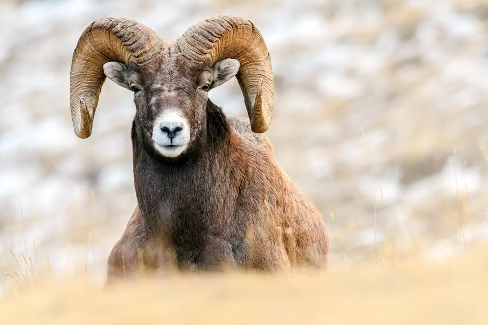 No More South Hills Bighorn, Remaining Few Removed