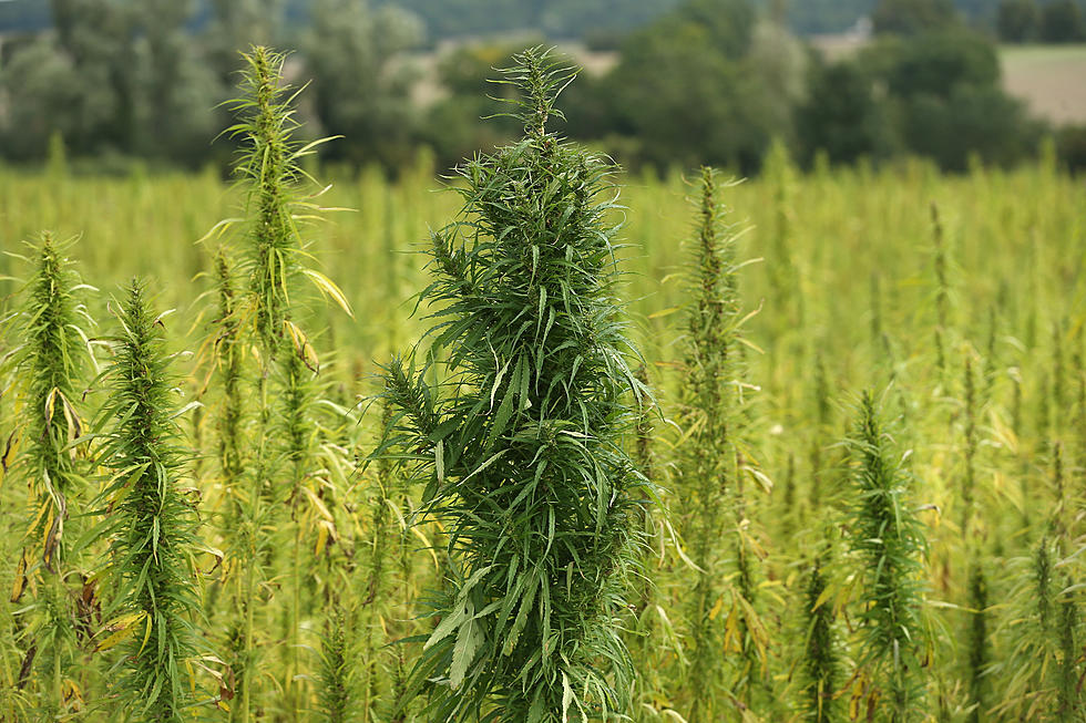 Legal Hemp Production May Yet Come To Idaho