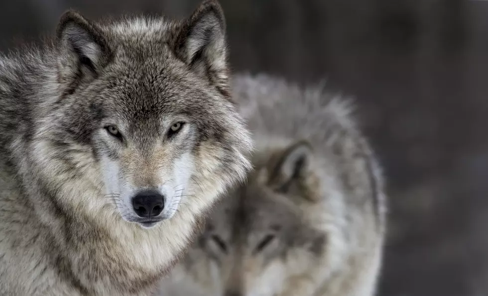 The Great Idaho Wolf Hunt is Scheduled