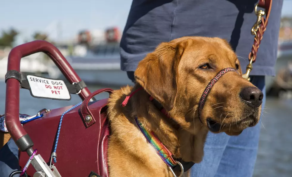 Idaho’s New Service Dog Bill Signed Into Law