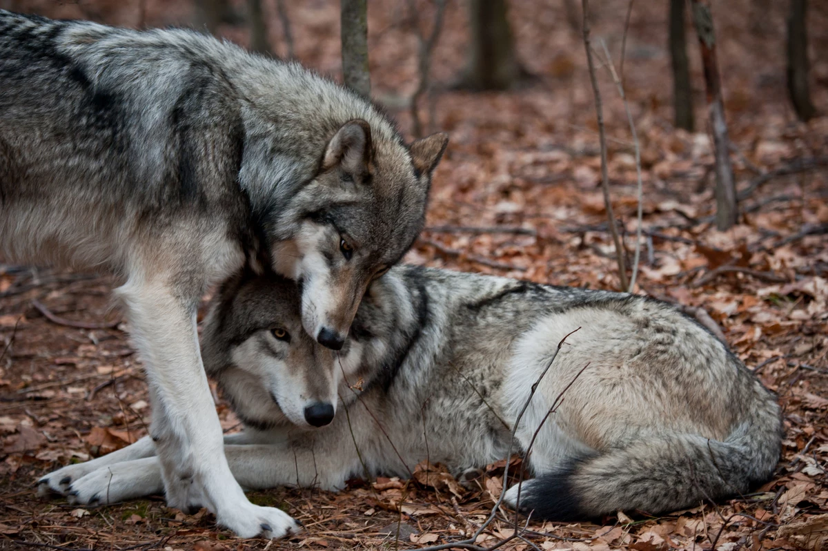 Полюбить волка. Верность Волков волчице. Волк и волчица. Любовь Волков. Волк и волчица любовь.