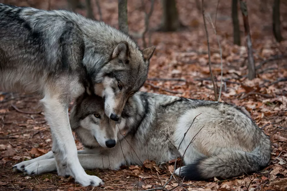 Washington May Pursue Nonlethal Ways to Control Wolves