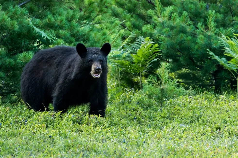 Garbage Raiding Bears Hit Ketchum Area