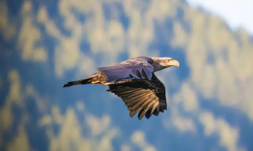 Golden Eagle Found Shot Near Oakley