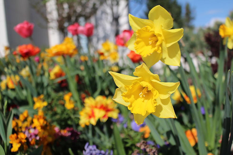 Twin Falls Temple—A Great Place to See Flowers in Full Bloom