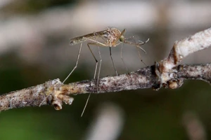 West Nile Virus Detected in Mosquito in Twin Falls County