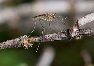 West Nile Virus Detected in Mosquito in Twin Falls County