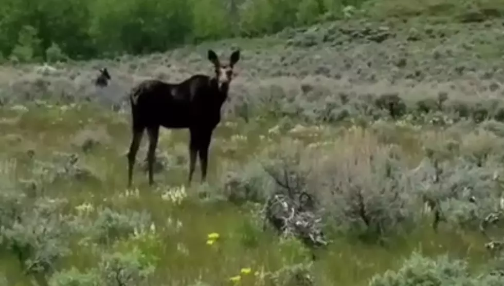 Young Moose Found Shot Dead Near Driggs