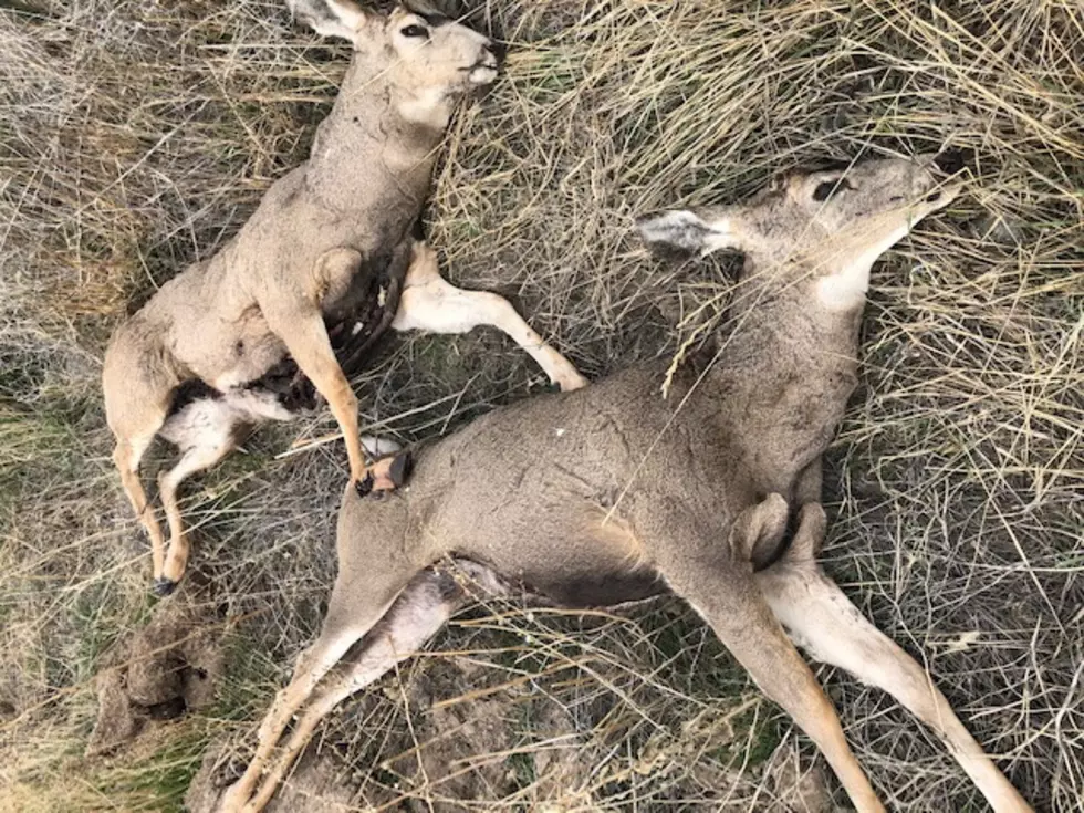 Fish and Game Seeks Info About Illegal Killing of Two Mule Deer