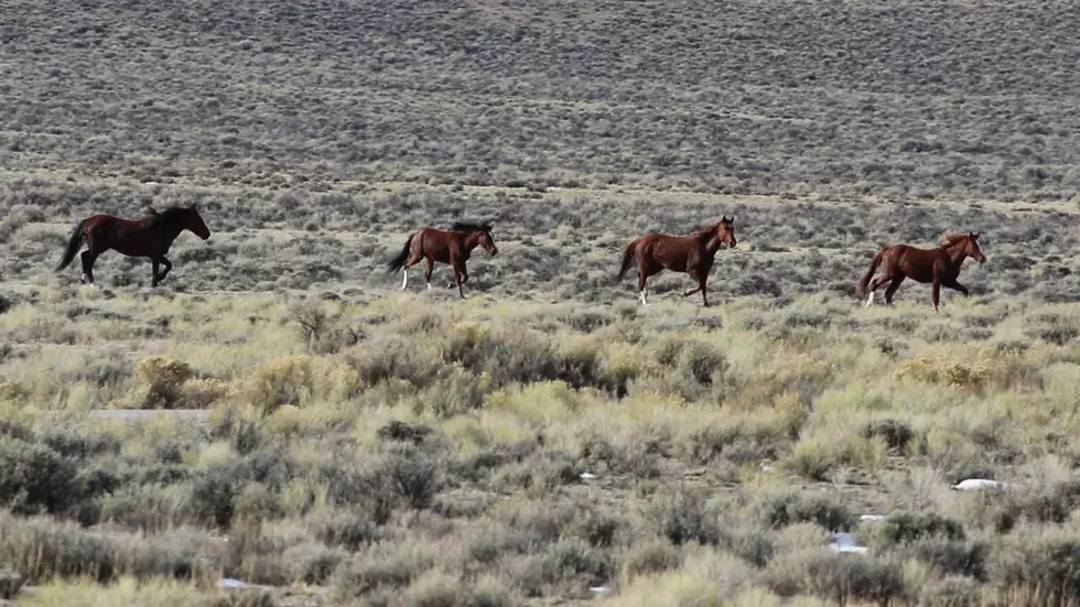 Reward Offered for Information on Wild Horses Shot Near Challis