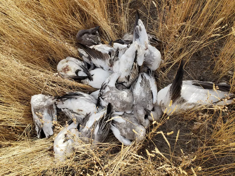 More Than 100 Geese and Ducks Left to Rot Near Gooding
