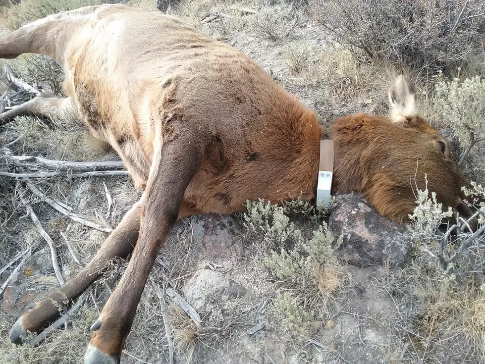 Cow and Calf Elk Poached in Owyhee County, Suspects Sought