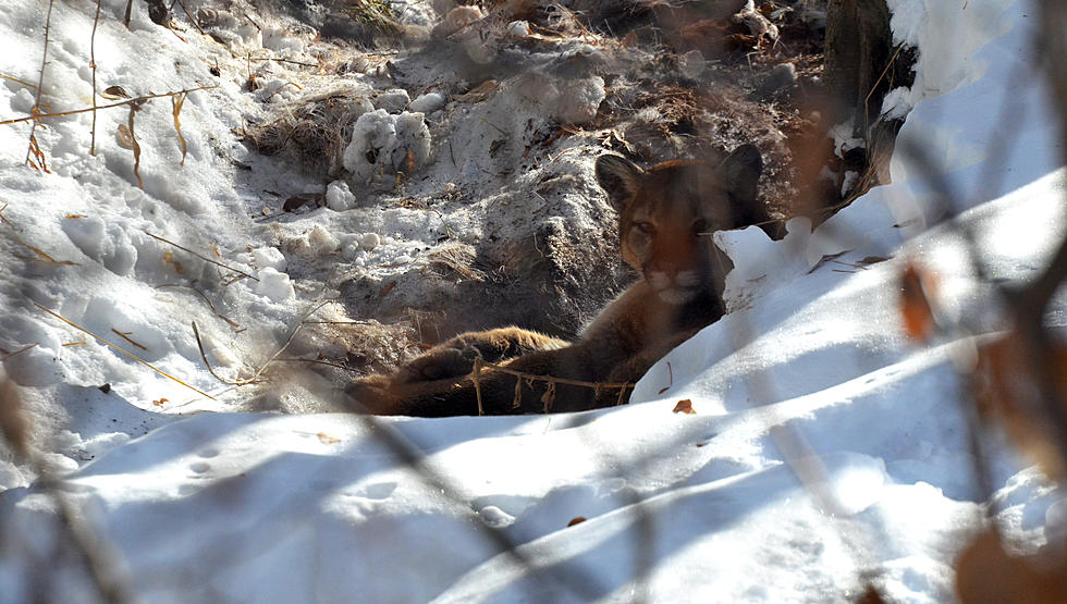 Non-lethal Means Used to Get Cougar to Move Away from Ketchum