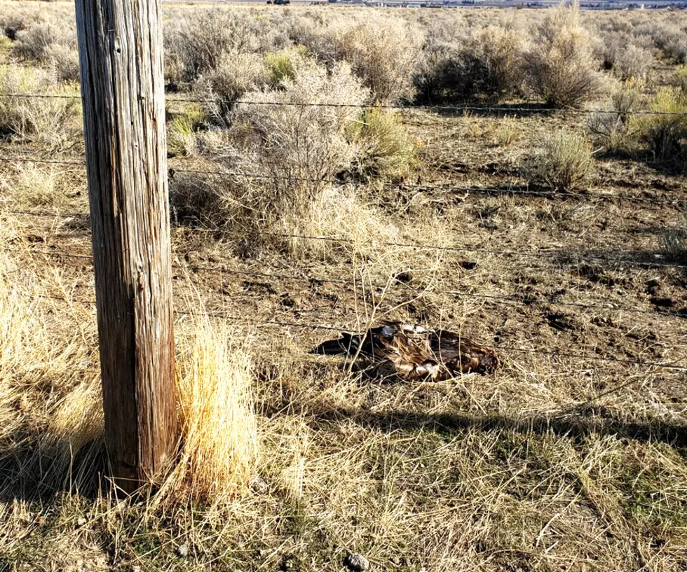 Golden Eagle Found Shot Near Oakley