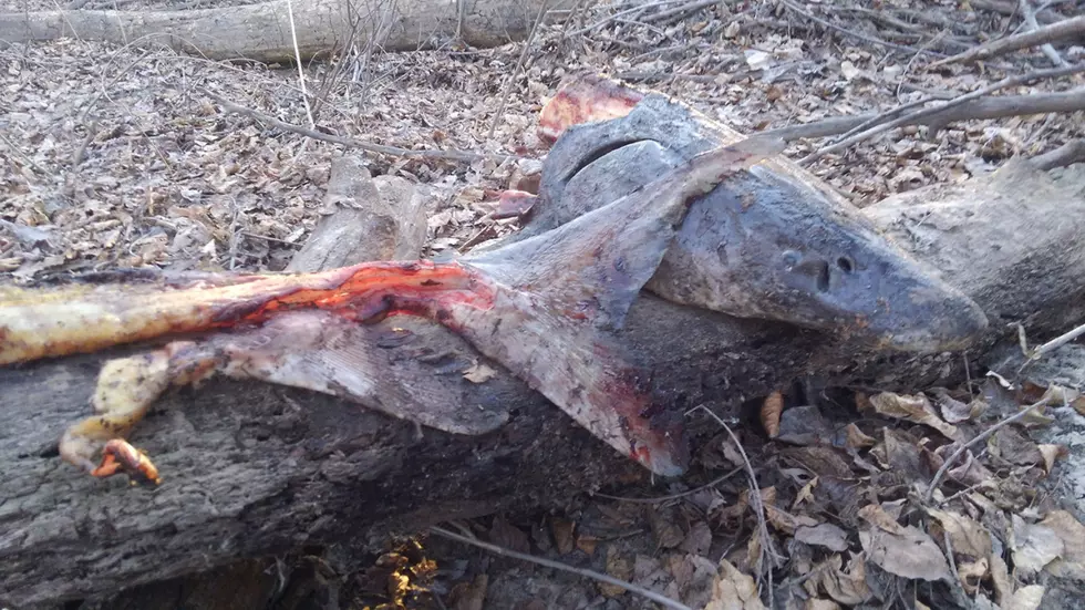 Sturgeon Poached Out of the Boise River