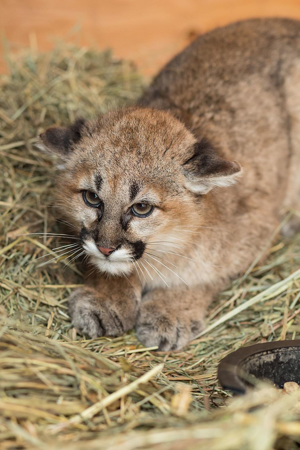 Orphaned Idaho Mountain Lion Kittens Find New Homes