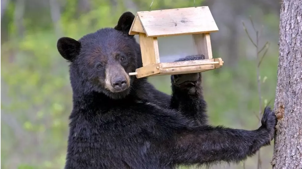 Bears Find Easy Early Meals in Wood River Valley