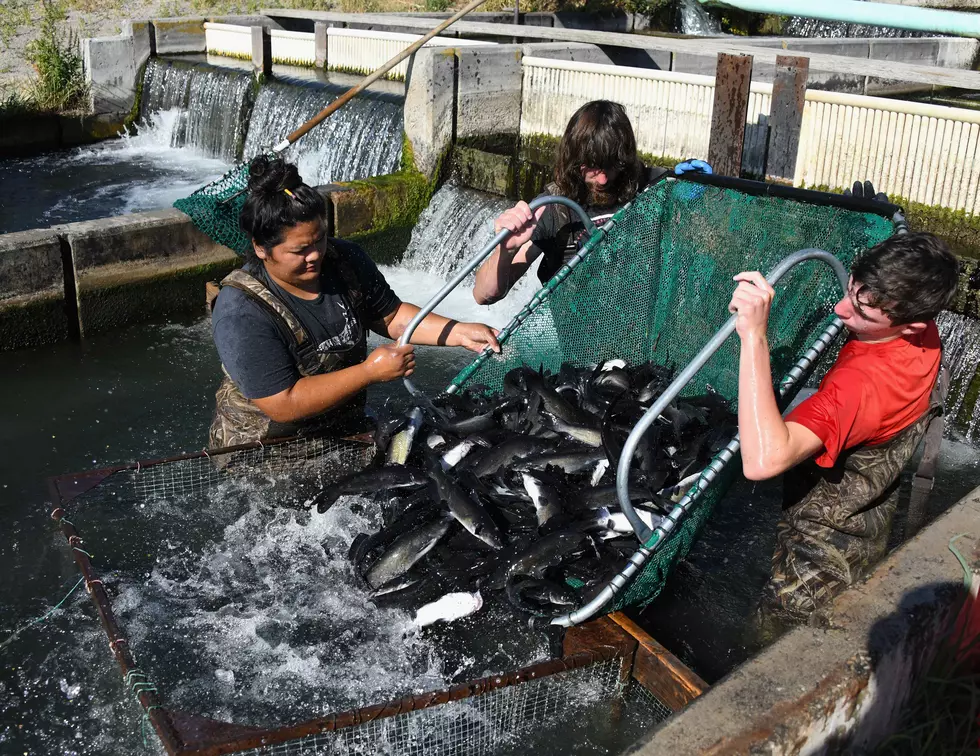 Thousands of Channel Catfish Stocked In Idaho Ponds