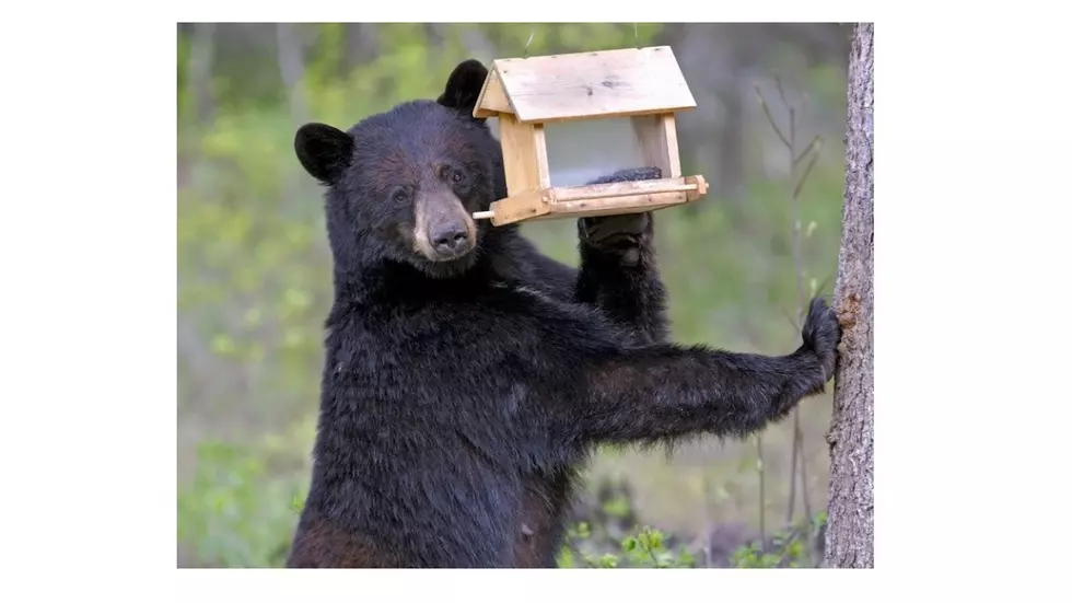 Young Bear Wonders Into Boise Neighborhood, Relocated to New Home