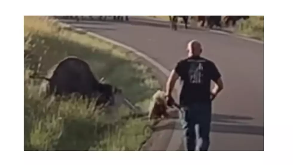 Bison Tosses Biker Chick Like a Rag Doll