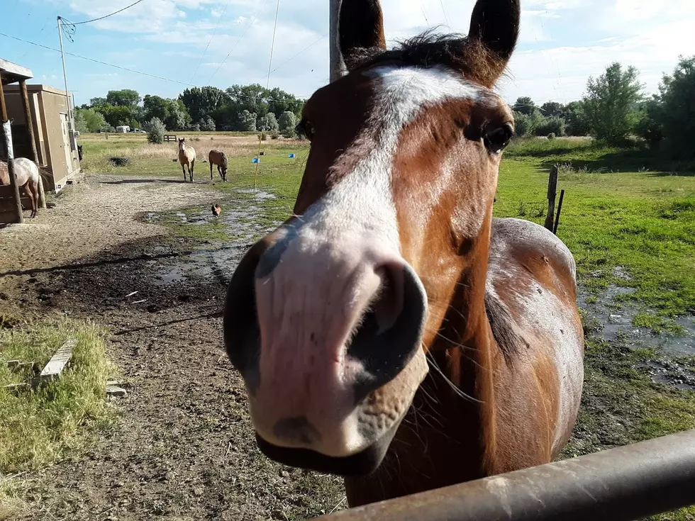 Multiple Horses Sickened by West Nile Virus in Southern Idaho