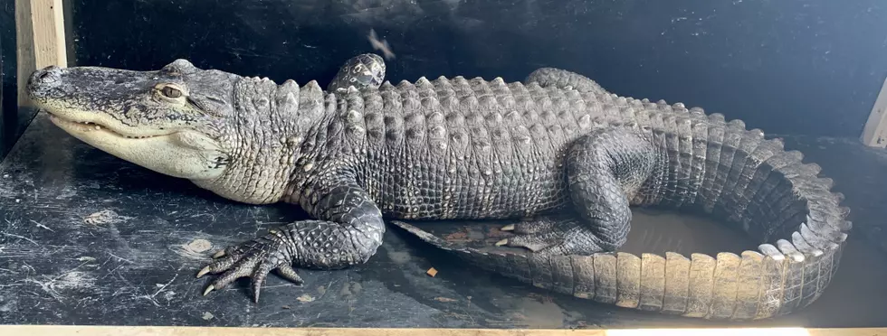 Man Surrenders 7 Foot Alligator, Gila Monster to Idaho Game Offiicals