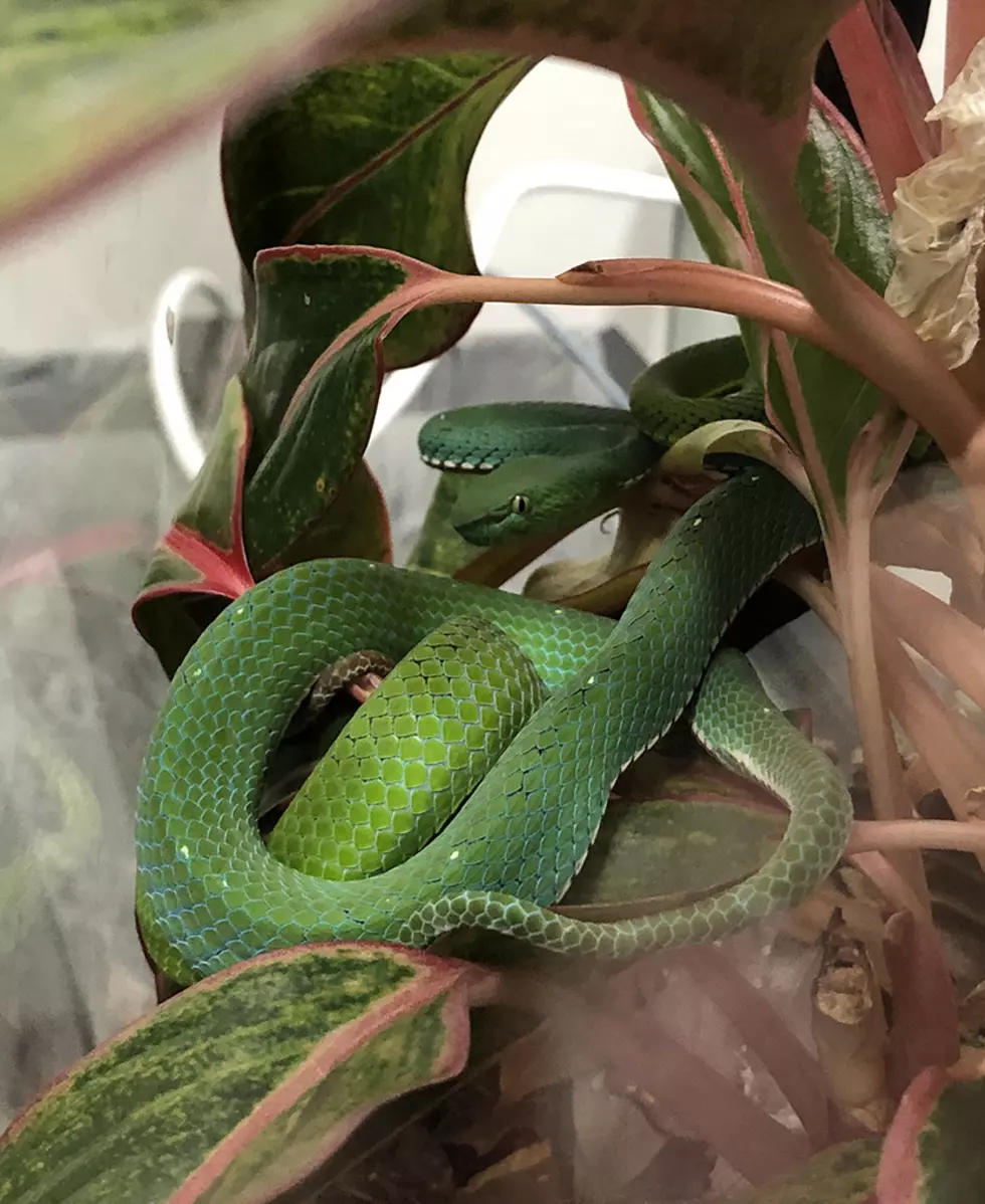 Dozens of Venomous Snakes Removed from Boise Home