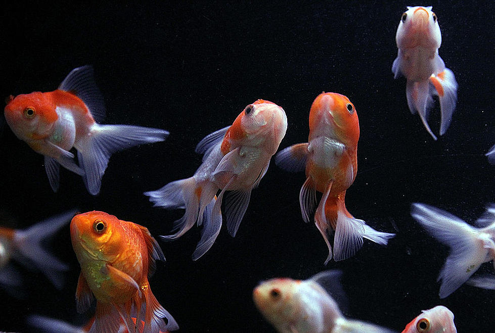 Idaho Fish and Game Kills Thousands of Goldfish