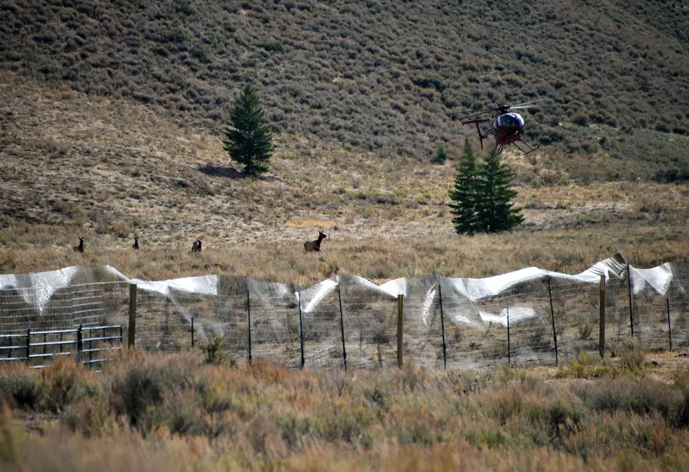 Idaho Fish and Game Remove Elk from Little Camas Area