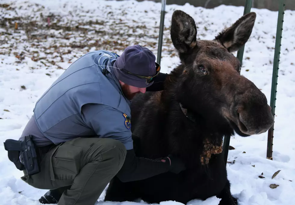 Sick Moose Treated in Hailey, May Help Determine Impact on Animal Population