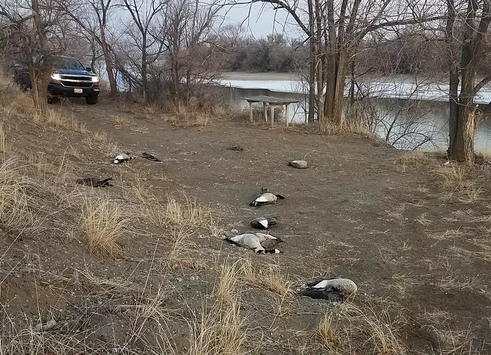 Geese Shot and Left to Waste Near Acequia Along the Snake River