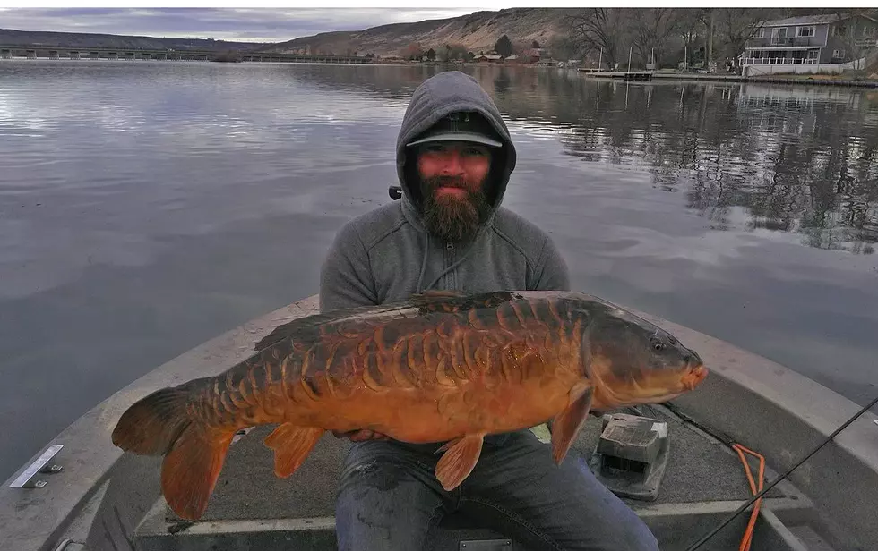 Hansen Man Catches Record “Mirror” Carp