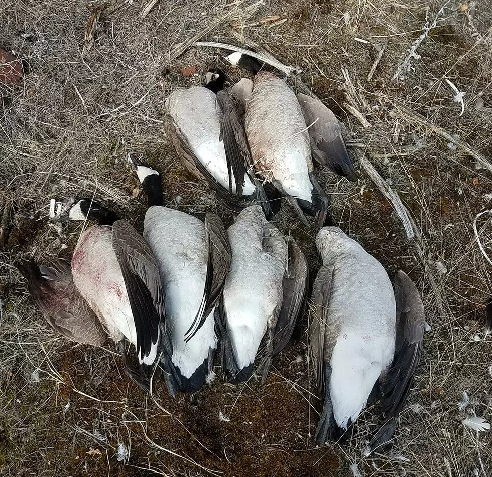 More Geese Found Dumped and Left to Waste in Minidoka County