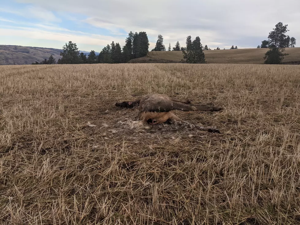 Three Elk Left to Waste in North Idaho