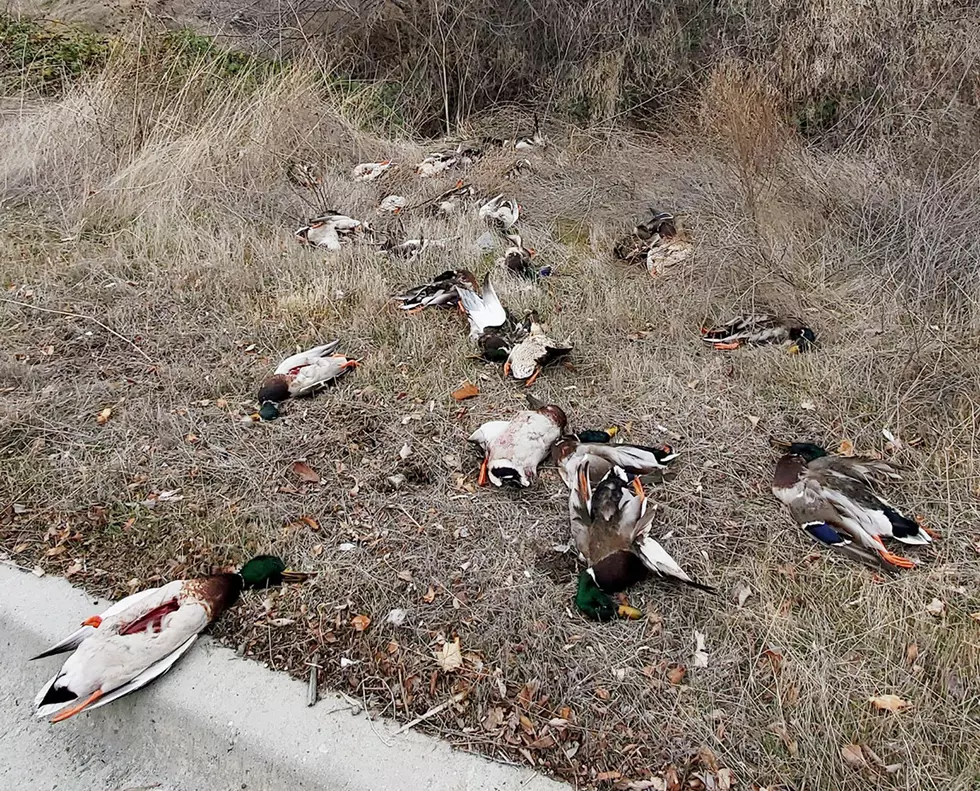 Idaho Fish and Game Investigating More Cases of Birds Left to Waste