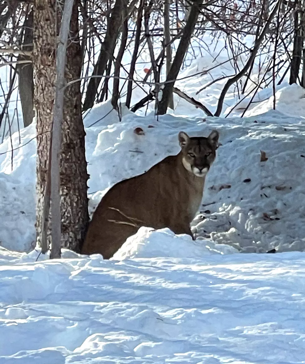 More Mountain Lions Seen Near Homes in Wood River Valley