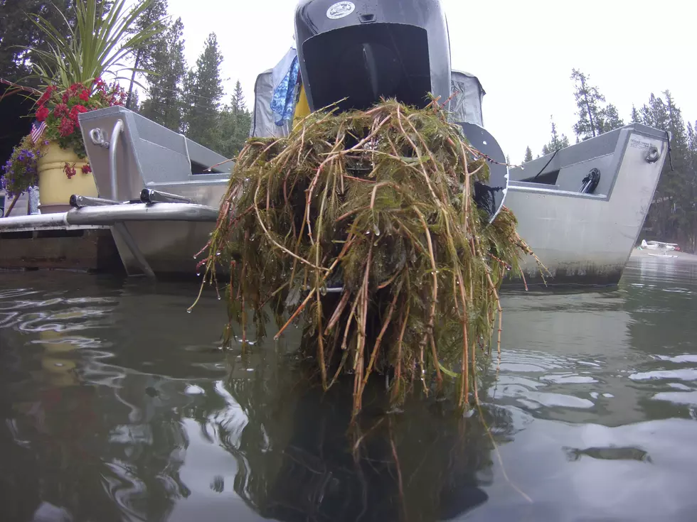 Eurasian watermilfoil found at Hayden Lake, photo courtesy Idaho State Department of Agriculture