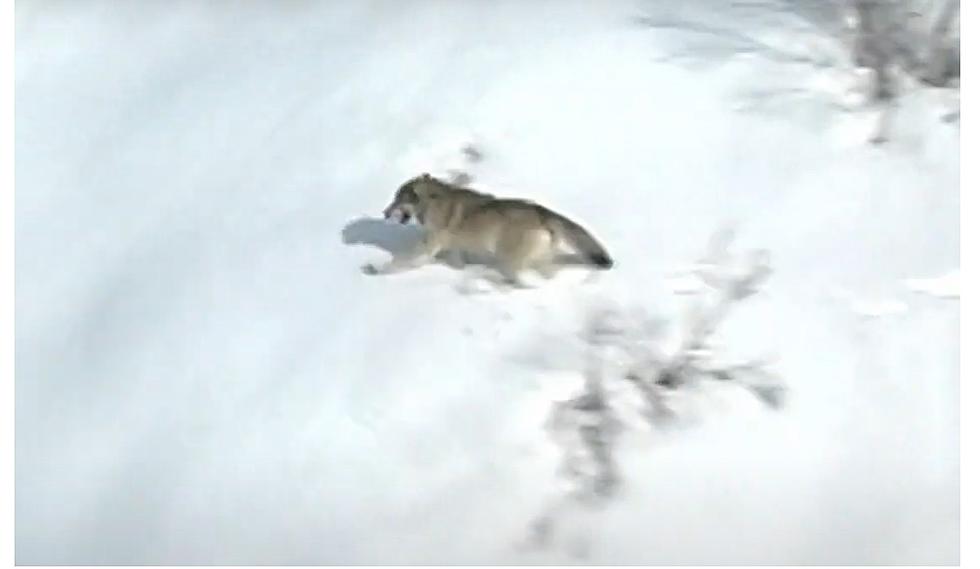 New Evidence Cast Doubts on Benefit of Wolves in Yellowstone