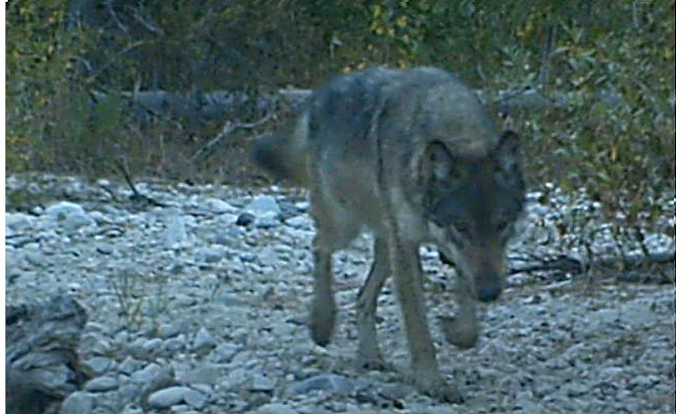 Hunting is Altering the Evolution of Yellowstone Wolves