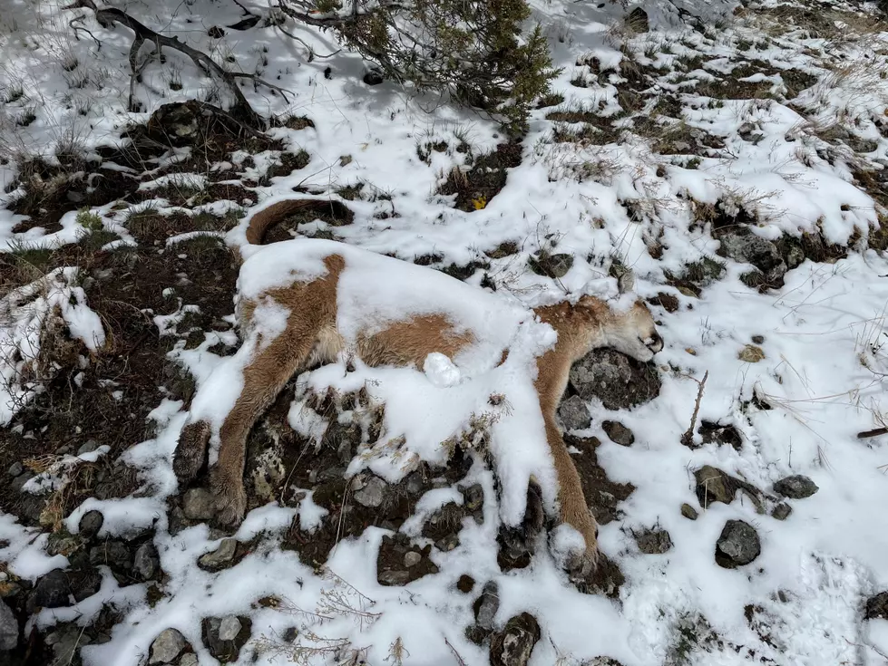 Mountain Lion Illegally Killed Near Pocatello