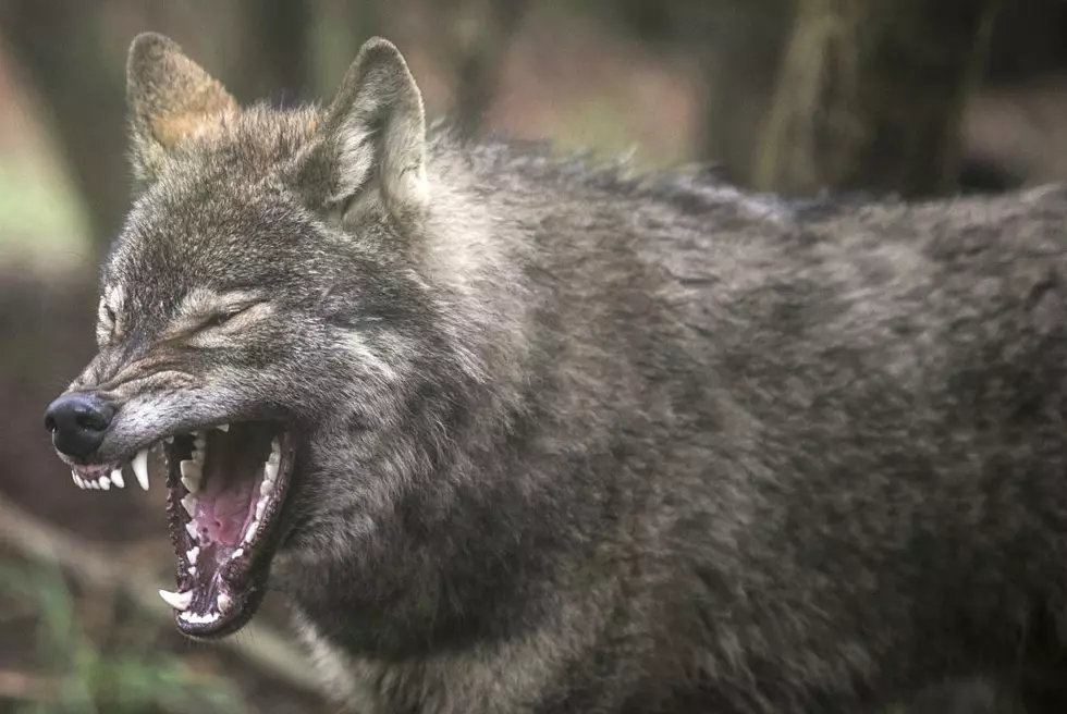 Colorado Eyeing Idaho Wolf Hunt as a Model for Damage Control