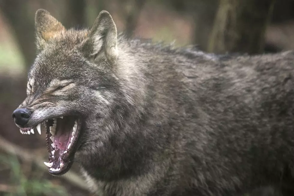 See a Brave Yellowstone Wolf Bite a Bear 3 Times on the Butt (VIDEO)