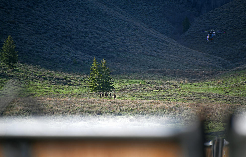 Idaho Fish and Game Complete Relocation of Elk in Little Camas