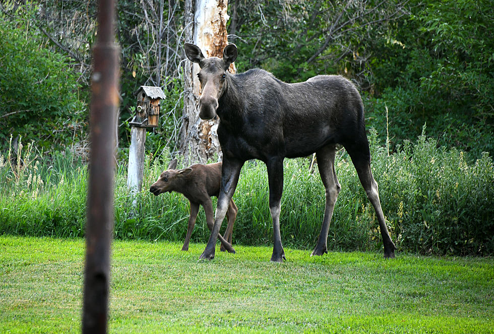 Mother Moose and Calf Relocated Out of Hailey before July 4
