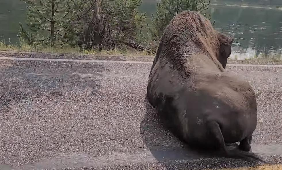 Like a Shaggy Truck, Yellowstone Bison Blocks Traffic