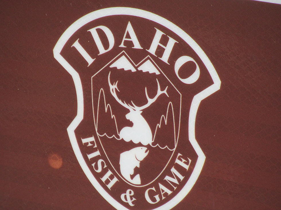 Buck Shot from Highway in Idaho County, Left to Waste