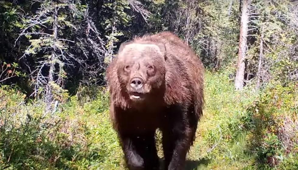 Itchy Grizzly Bear Charges Camera on Trail North of Idaho