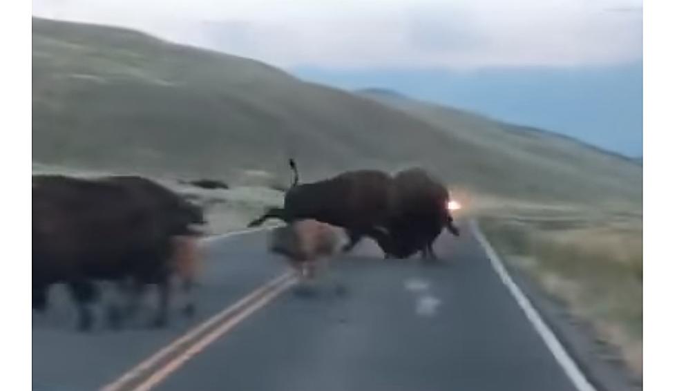 Another Angry Bison Bout in Yellowstone is a Warning